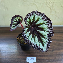 Load image into Gallery viewer, #R107 Begonia Fireworks
