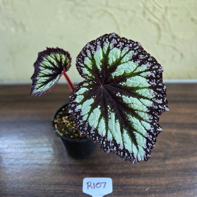 #R107 Begonia Fireworks