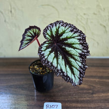Load image into Gallery viewer, #R107 Begonia Fireworks