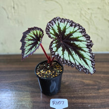 Load image into Gallery viewer, #R107 Begonia Fireworks