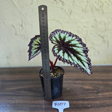 Load image into Gallery viewer, #R107 Begonia Fireworks