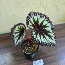 Load image into Gallery viewer, #R107 Begonia Fireworks
