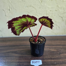 Load image into Gallery viewer, #R107 Begonia Fireworks