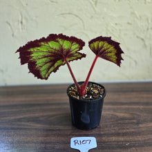 Load image into Gallery viewer, #R107 Begonia Fireworks