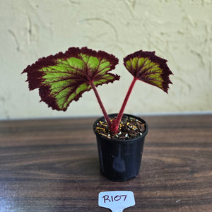 #R107 Begonia Fireworks
