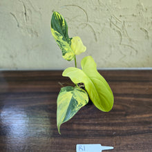 Load image into Gallery viewer, #R1 Variegated Philodendron Bipennifolium