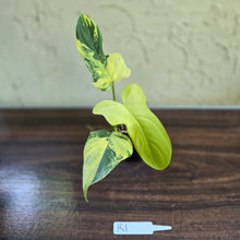 Load image into Gallery viewer, #R1 Variegated Philodendron Bipennifolium