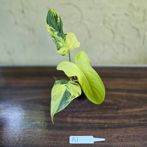 #R1 Variegated Philodendron Bipennifolium