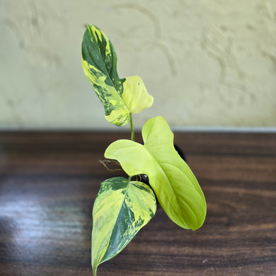 #R1 Variegated Philodendron Bipennifolium