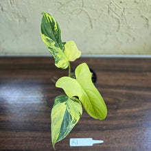 Load image into Gallery viewer, #R1 Variegated Philodendron Bipennifolium