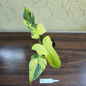 #R1 Variegated Philodendron Bipennifolium