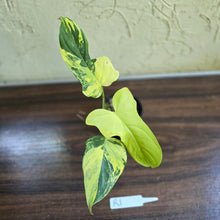 Load image into Gallery viewer, #R1 Variegated Philodendron Bipennifolium