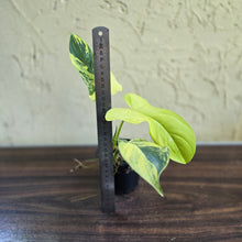 Load image into Gallery viewer, #R1 Variegated Philodendron Bipennifolium