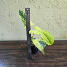 Load image into Gallery viewer, #R1 Variegated Philodendron Bipennifolium