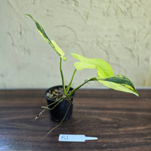 Load image into Gallery viewer, #R1 Variegated Philodendron Bipennifolium