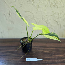Load image into Gallery viewer, #R1 Variegated Philodendron Bipennifolium