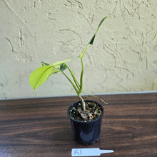 Load image into Gallery viewer, #R1 Variegated Philodendron Bipennifolium