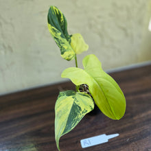 Load image into Gallery viewer, #R1 Variegated Philodendron Bipennifolium