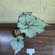 Load image into Gallery viewer, #R1 Begonia Unknown