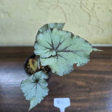 Load image into Gallery viewer, #R1 Begonia Unknown