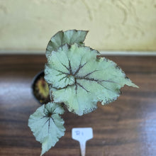 Load image into Gallery viewer, #R1 Begonia Unknown