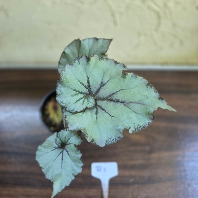 #R1 Begonia Unknown