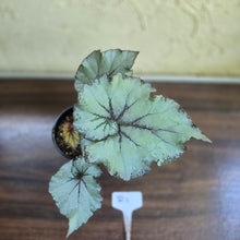 Load image into Gallery viewer, #R1 Begonia Unknown