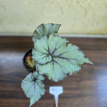 Load image into Gallery viewer, #R1 Begonia Unknown