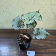 Load image into Gallery viewer, #R1 Begonia Unknown