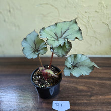Load image into Gallery viewer, #R1 Begonia Unknown