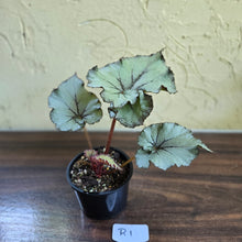 Load image into Gallery viewer, #R1 Begonia Unknown