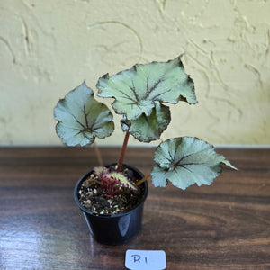 #R1 Begonia Unknown