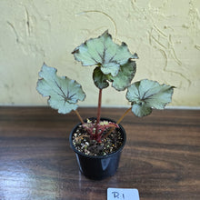 Load image into Gallery viewer, #R1 Begonia Unknown