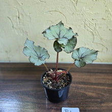 Load image into Gallery viewer, #R1 Begonia Unknown