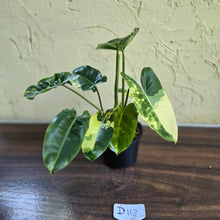Load image into Gallery viewer, #D118 Variegated Philodendron Burle Marx