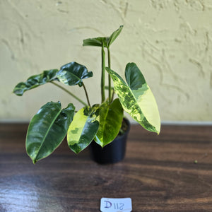 #D118 Variegated Philodendron Burle Marx