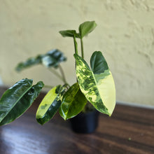 Load image into Gallery viewer, #D118 Variegated Philodendron Burle Marx