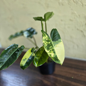 #D118 Variegated Philodendron Burle Marx