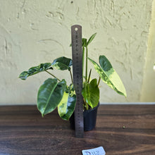 Load image into Gallery viewer, #D118 Variegated Philodendron Burle Marx