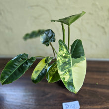 Load image into Gallery viewer, #D118 Variegated Philodendron Burle Marx