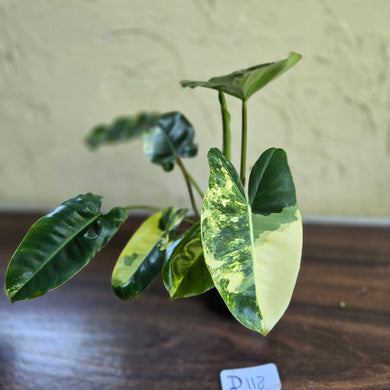 #D118 Variegated Philodendron Burle Marx
