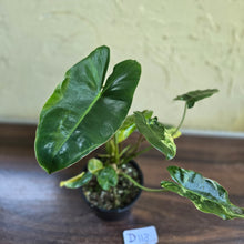 Load image into Gallery viewer, #D118 Variegated Philodendron Burle Marx