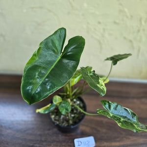 #D118 Variegated Philodendron Burle Marx