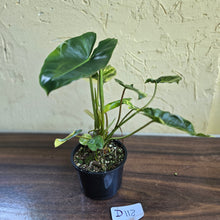 Load image into Gallery viewer, #D118 Variegated Philodendron Burle Marx