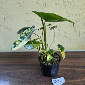 #D118 Variegated Philodendron Burle Marx