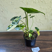 Load image into Gallery viewer, #D118 Variegated Philodendron Burle Marx