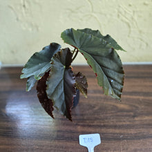 Load image into Gallery viewer, #D18 Begonia Anna Christine