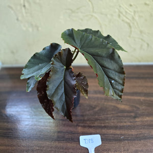 #D18 Begonia Anna Christine