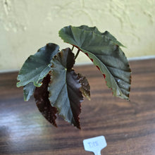 Load image into Gallery viewer, #D18 Begonia Anna Christine