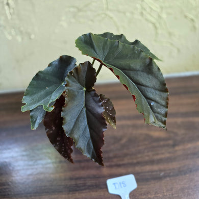 #D18 Begonia Anna Christine